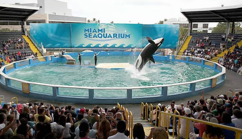 Lolita Killer Whale - Miami Seaquarium