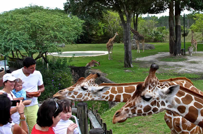Feeding Animals Zoo
