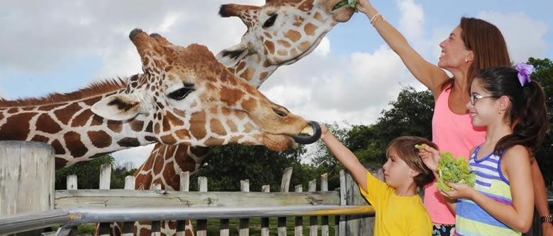 Giraffe Feeding Station at Miami Zoo
