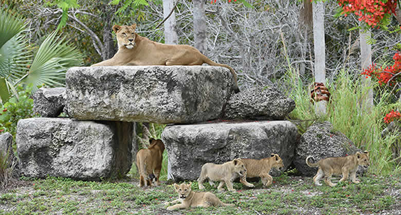 Lions at one of the worlds largest zoo in Florida - Metrozoo Miami