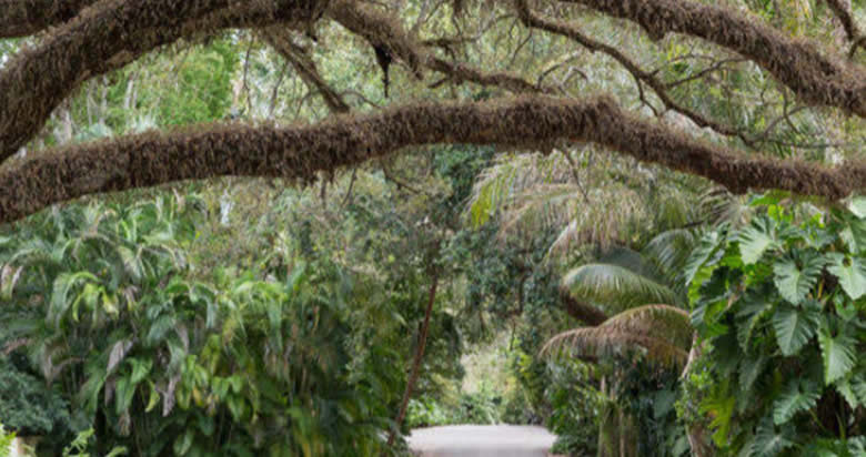 Botanical Splendor - Coconut Grove