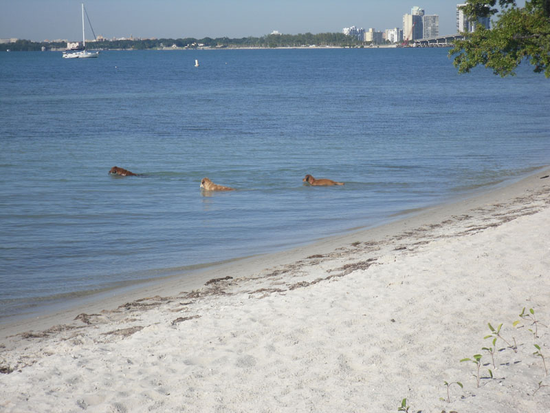 Key Biscayne Dog Beach