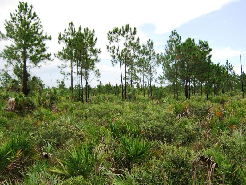 Pine Rockland Forest
