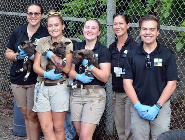 Three African Painted Dog puppies born at Zoo Miami - Littler