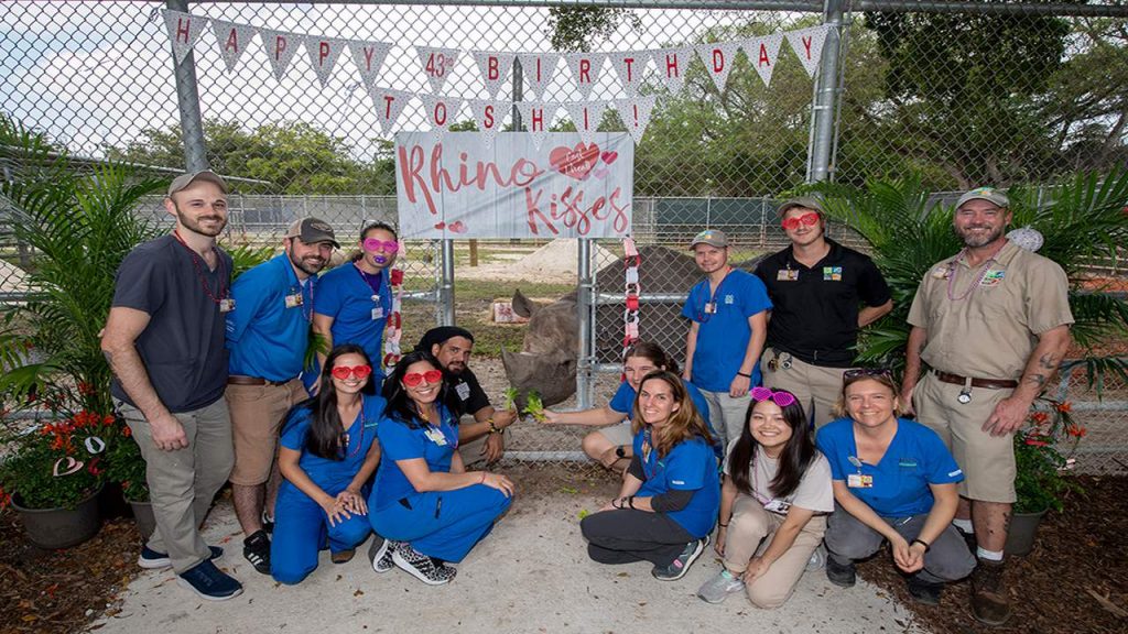 Oldest male black rhino in the US turned 43 years old at Zoo Miami
