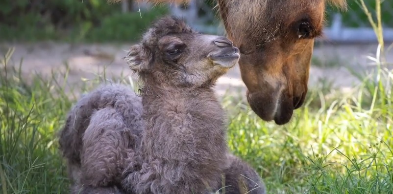 Endangered camel calf born at Zoo Miami