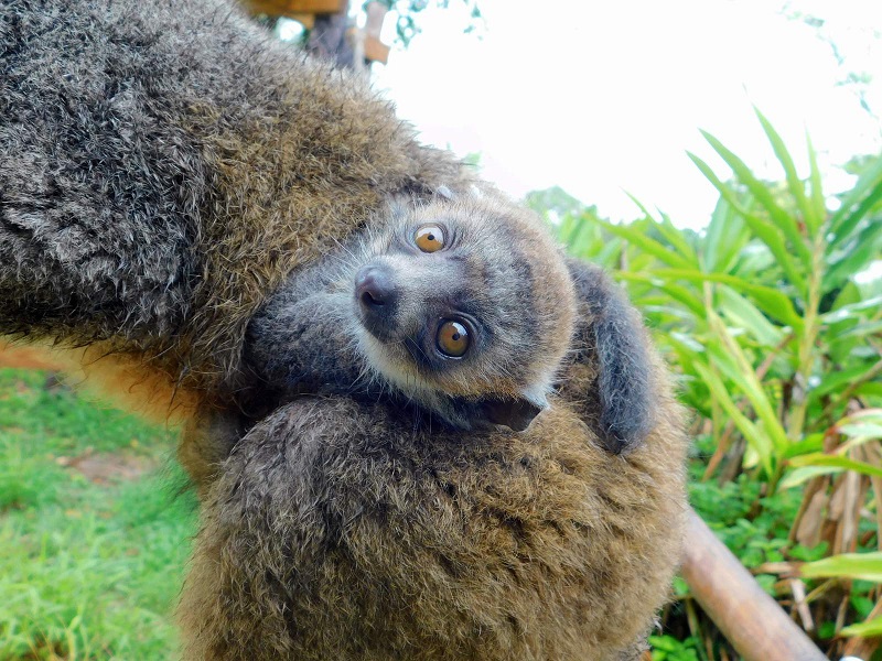 Endangered mongoose lemur born at Zoo Miami