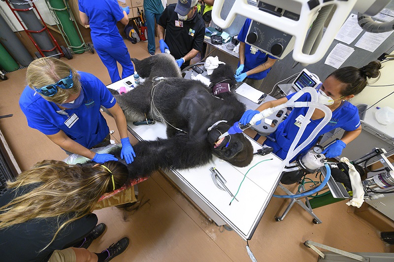 Zoo Miami gorilla gets COVID-19 tests during treatment for bites