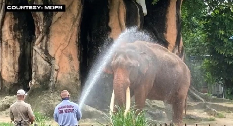 Miami-Dade Fire Rescue help bathe 2 elephants at Zoo Miami