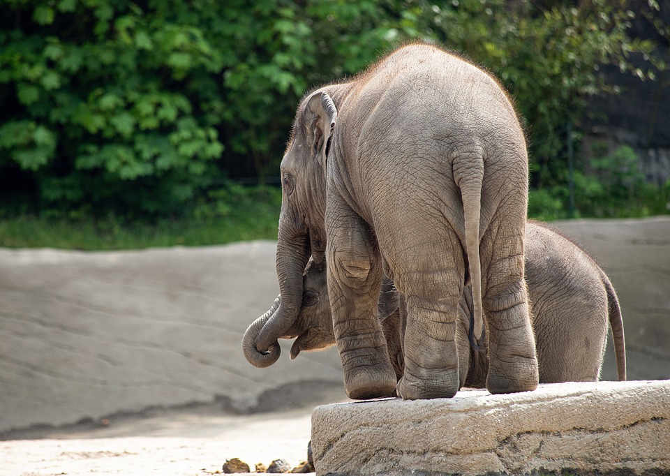 Zoo Miami Reopens To Visitors