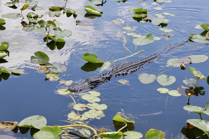The Everglades Weston Florida